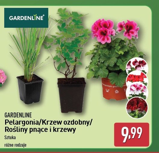 Pelargonia GARDEN LINE promocja