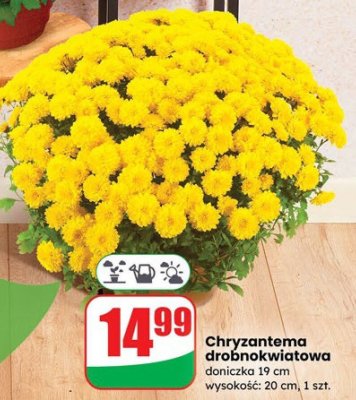Chryzantema drobnokwiatowa doniczka 19 cm wysokość: 20 cm promocja w Dino