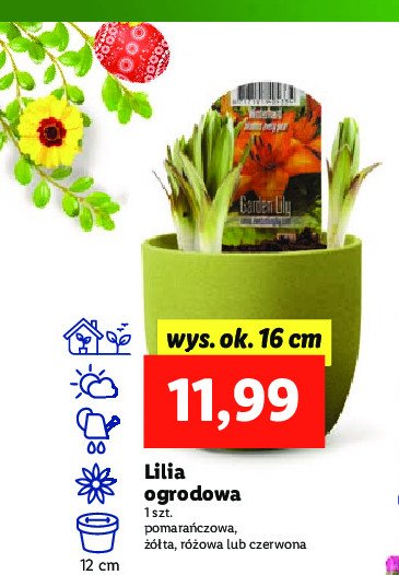 Lilia ogrodowa doniczka 12 cm czerwona promocja