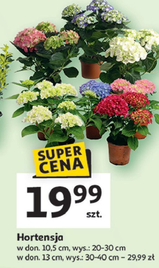 Hortensja ogrodowa 10.5 cm promocja