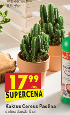 Kaktus cereus paolina 12 cm promocja
