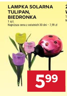 Lampka solarna - tulipan promocja w Stokrotka