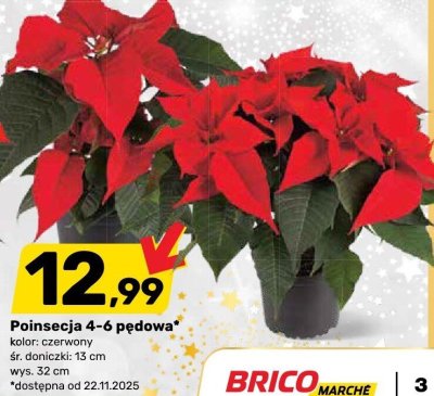 Poinsecja 4-6 pędowa promocja w Bricomarche