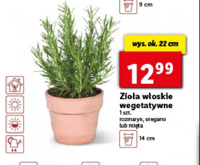Oregano w doniczce 22 cm promocja