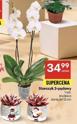 Eszeweria w świątecznej ceramice 1 szt. średnica doniczki 6 cm promocja w Delikatesy Centrum