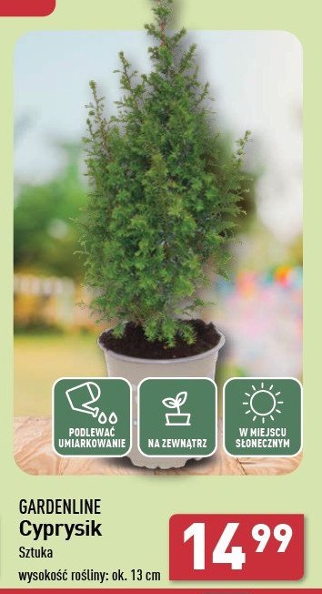 Cyprysik 13 cm GARDEN LINE promocja w Aldi