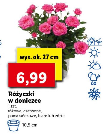 Lilia azjatycka don. 9 cm dwubarwna promocja