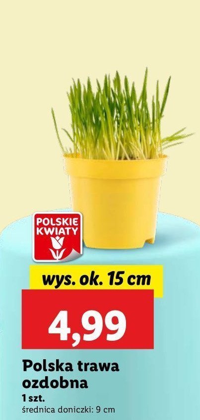 Trawa ozdobna 15 cm promocja