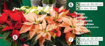 Polska gwiazda betlejemska wielopędowa różnych kolorów sztuka promocja w Kaufland