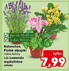 Lawenda wąskolistna don. 10.5 cm promocja