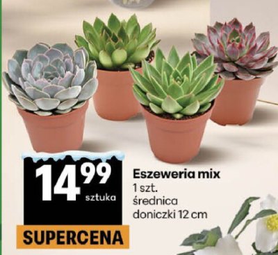 Eszeweria mix 1 szt. średnica doniczki 12 cm promocja w Delikatesy Centrum