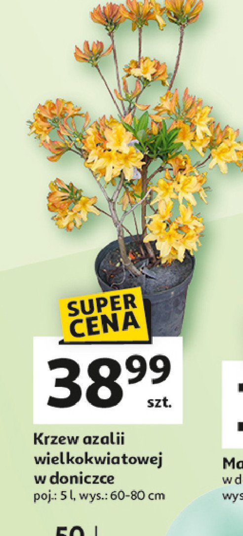 Krzew azalii wielkokwiatowej wys. 60-80 cm. poj. 5 l promocja w Auchan