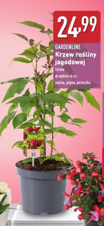 Krzew maliny GARDEN LINE promocja