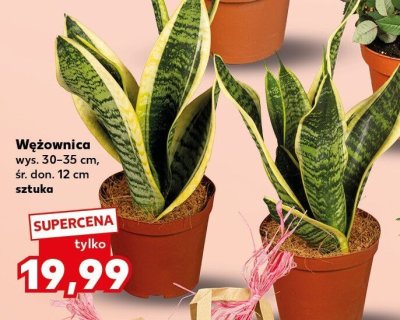 Wężownica promocja w Kaufland