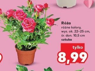 Róza promocja