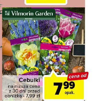 Cebulki Vilmorin garden promocja