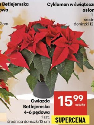 Gwiazda Betlejemska 4-6 pędowa promocja w Delikatesy Centrum