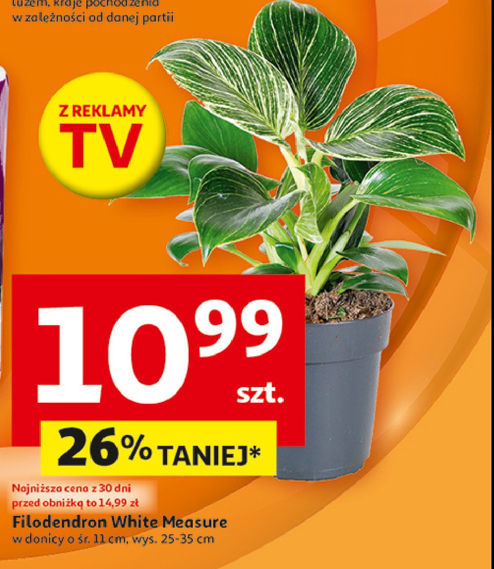 Filodendron white measure don. 11 cm promocja