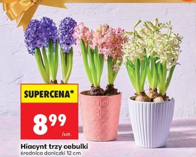 Hiacynt trzy cebulki średnica doniczki 12 cm promocja w Biedronka