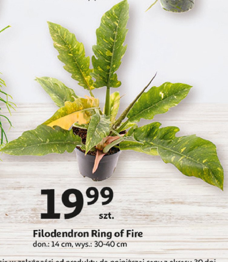 Filodendron ring of fire 14 cm promocja