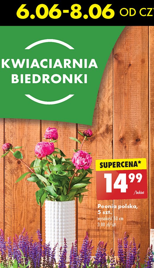 Peonia 50 cm promocja