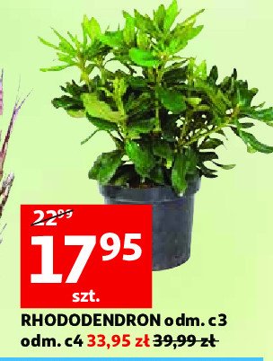 Rhododendron odm c3 promocja