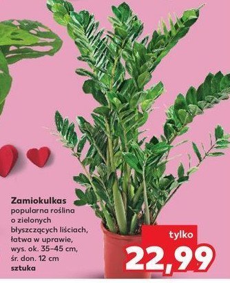 Zamiokulkas 12 cm promocja