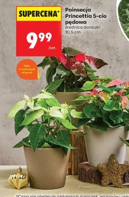 Poinsecja Princettia 5-cio pędowa promocja w Biedronka