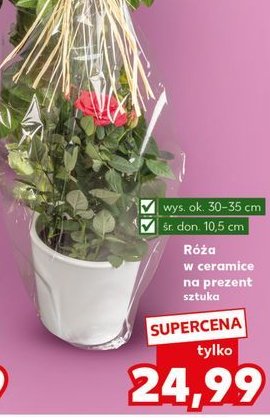 R贸偶a w ceramice na prezent promocja