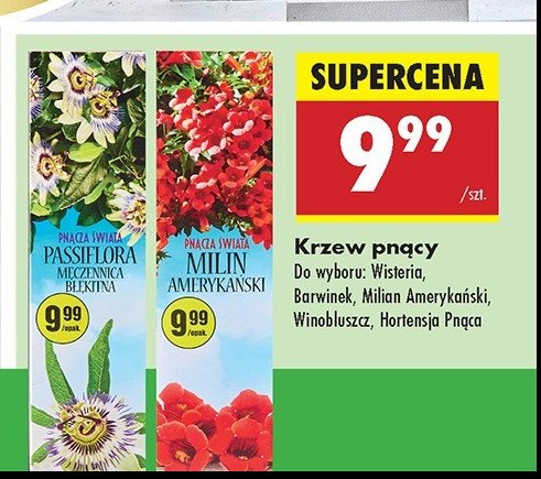 Winobluszcz promocja w Biedronka