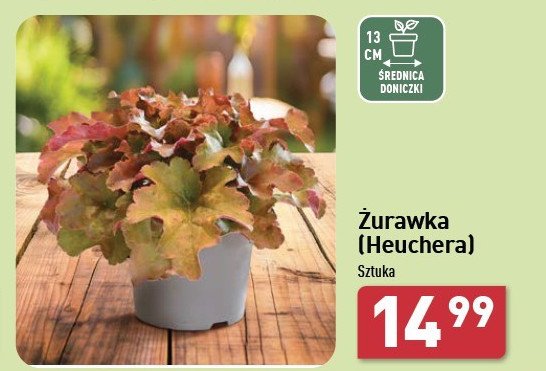 Żurawka heuchera 13 cm promocja