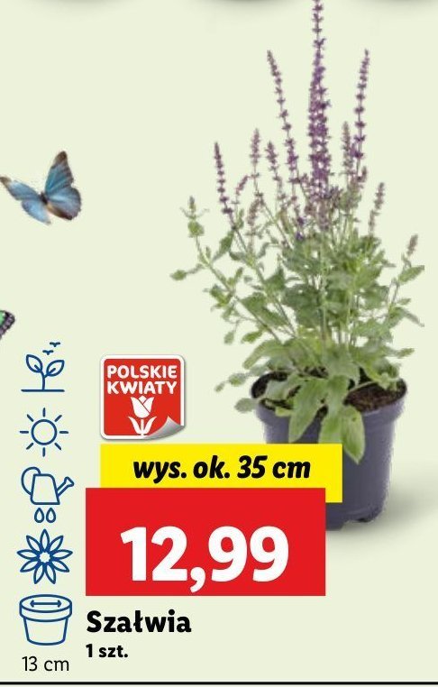 Sza艂wia promocja