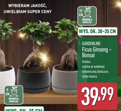 Roślina Ficus Ginseng - Bonsai GARDENLINE promocja w Aldi