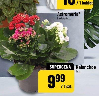 Astromeria bukiet 6 szt. promocja w POLOmarket