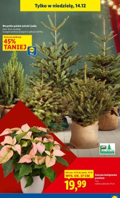 Gwiazda betlejemska premium promocja w Lidl