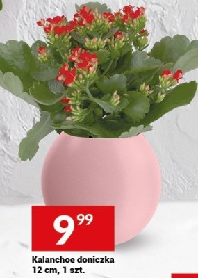 Kalanchoe doniczka 12 cm, 1 szt. promocja w Twój Market