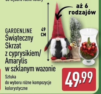 Świąteczny Skrzat z cyprysikiem/Amaryllis w szklanym wazonie GARDENLINE promocja w Aldi