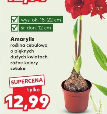 Amaryllis roślina cebulowa  promocja w Kaufland