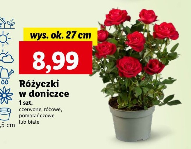 Różyczki w doniczce 27 cm czerwone promocja