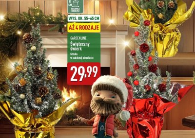 Świąteczny świerk w ozdobnej obwolucie promocja w Aldi