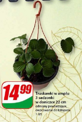 Truskawki w amplu 22 cm promocja