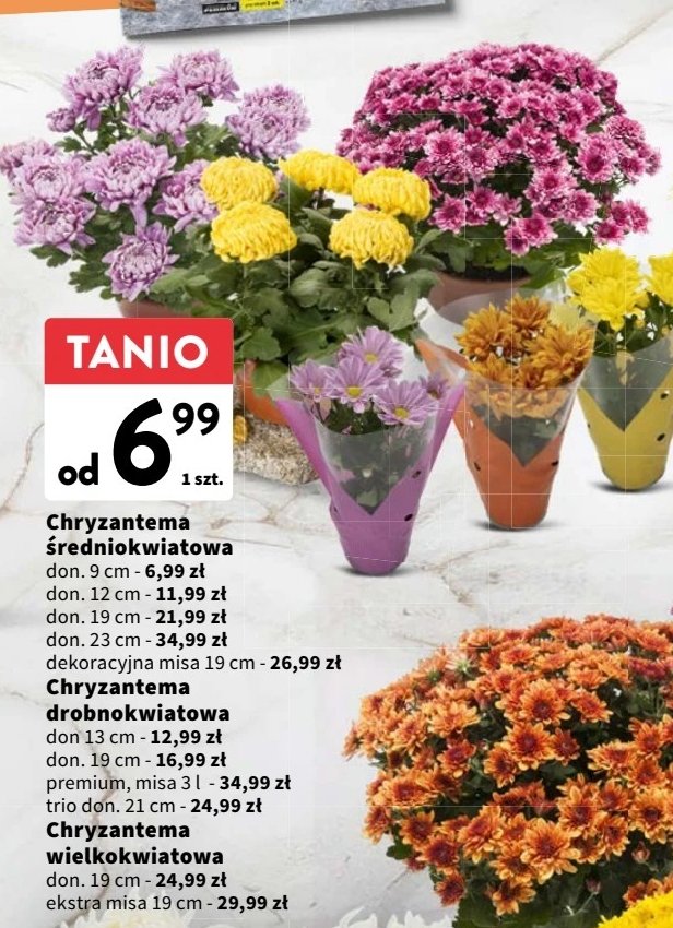 Chryzantema 艣redniokwiatowa 12 cm promocja