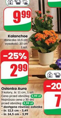 Osłonka Aura 3 kolory, śr. 11 cm promocja w Dino
