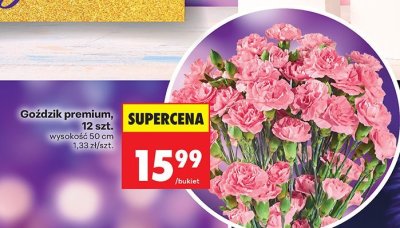 Goździk premium promocja w Biedronka