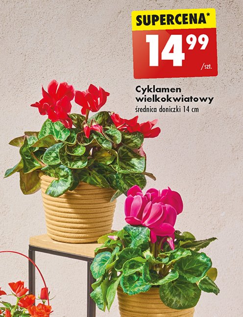 Cyklamen don. 14 cm promocja