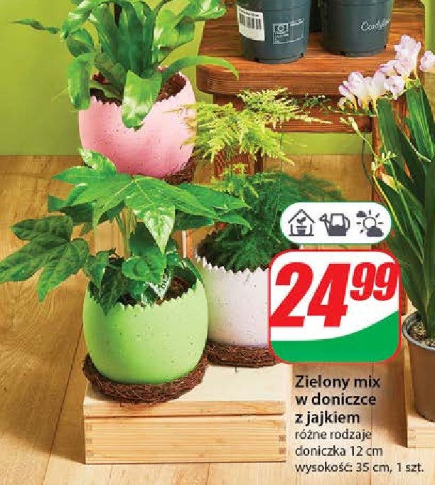 Ro艣liny zielone mix promocja