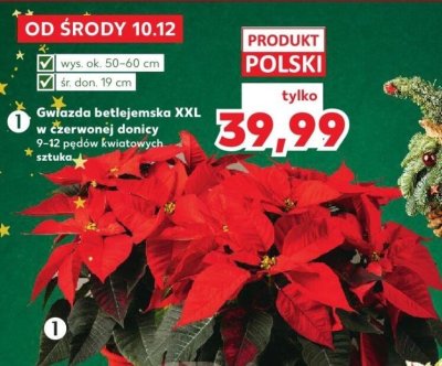 Gwiazda betlejemska XXL w czerwonej donicy 9-12 pędów kwiatowych sztuka promocja w Kaufland