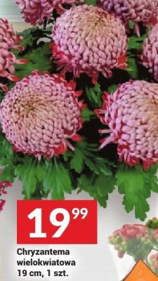 Chryzantema wielkokwiatowa 19 cm, 1 szt. promocja w Twój Market