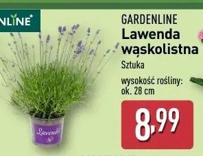 Lawenda wąskolistna GARDEN LINE promocja
