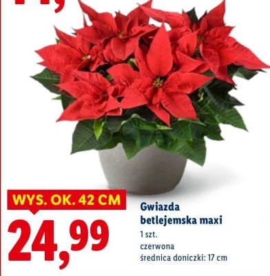 Gwiazda betlejemska maxi czerwona promocja w Lidl